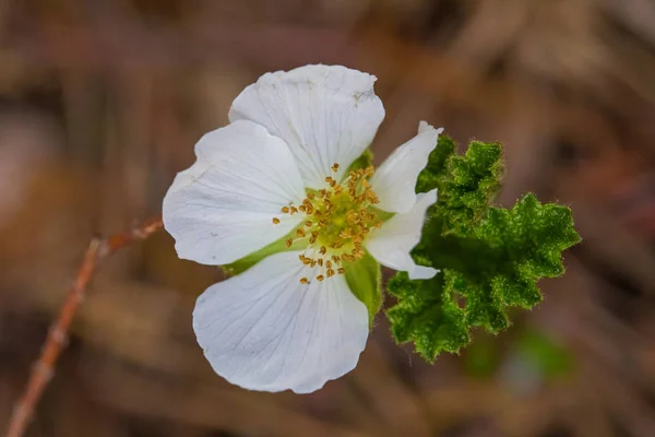 Eine Wunderschöne Blüte Und Blätter Der Moltebeere Einem Natürlichen Lebensraum — Stockfoto