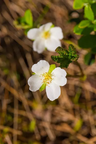 一个美丽的 Cloudberry 花和叶子在一个自然栖息地沼泽 在拉脱维亚 北欧的一个湿地植物区特写的景色 场浅景深 — 图库照片