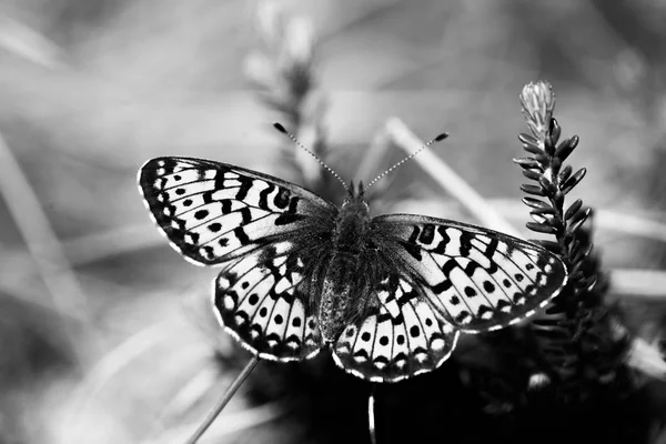 Una Pequeña Mariposa Sentada Pantano Paisaje Natural Mariposa Gabitat Natural —  Fotos de Stock