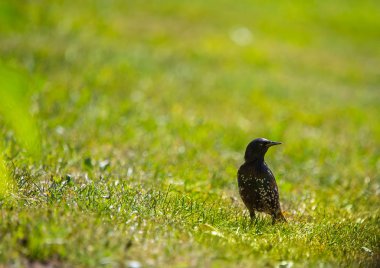 Geçişten önce çim besleme güzel adurl ortak starling. Sturnus vulgaris. Yetişkin kuş Parkı Letonya, Kuzey Avrupa'nda. Sığ derinlik-in tarla.