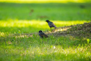 Geçişten önce çim besleme güzel adurl ortak starling. Sturnus vulgaris. Yetişkin kuş Parkı Letonya, Kuzey Avrupa'nda. Sığ derinlik-in tarla.