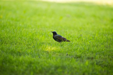 Geçişten önce çim besleme güzel adurl ortak starling. Sturnus vulgaris. Yetişkin kuş Parkı Letonya, Kuzey Avrupa'nda. Sığ derinlik-in tarla.