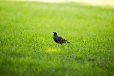 Geçişten önce çim besleme güzel adurl ortak starling. Sturnus vulgaris. Yetişkin kuş Parkı Letonya, Kuzey Avrupa'nda. Sığ derinlik-in tarla.