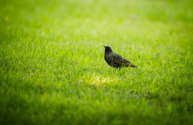 Geçişten önce çim besleme güzel adurl ortak starling. Sturnus vulgaris. Yetişkin kuş Parkı Letonya, Kuzey Avrupa'nda. Sığ derinlik-in tarla.