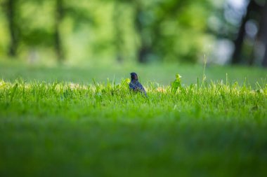 Geçişten önce çim besleme güzel adurl ortak starling. Sturnus vulgaris. Yetişkin kuş Parkı Letonya, Kuzey Avrupa'nda. Sığ derinlik-in tarla.