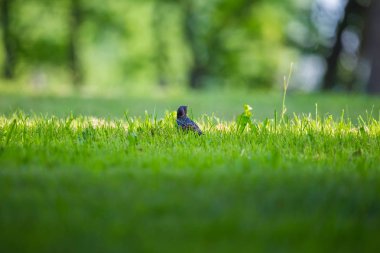 Geçişten önce çim besleme güzel adurl ortak starling. Sturnus vulgaris. Yetişkin kuş Parkı Letonya, Kuzey Avrupa'nda. Sığ derinlik-in tarla.