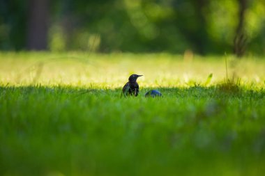 Geçişten önce çim besleme güzel adurl ortak starling. Sturnus vulgaris. Yetişkin kuş Parkı Letonya, Kuzey Avrupa'nda. Sığ derinlik-in tarla.
