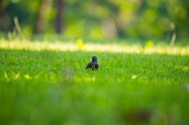 Geçişten önce çim besleme güzel adurl ortak starling. Sturnus vulgaris. Yetişkin kuş Parkı Letonya, Kuzey Avrupa'nda. Sığ derinlik-in tarla.