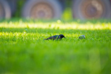 Geçişten önce çim besleme güzel adurl ortak starling. Sturnus vulgaris. Yetişkin kuş Parkı Letonya, Kuzey Avrupa'nda. Sığ derinlik-in tarla.