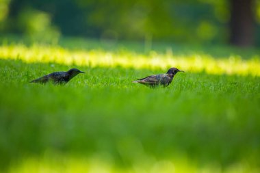 Geçişten önce çim besleme güzel adurl ortak starling. Sturnus vulgaris. Yetişkin kuş Parkı Letonya, Kuzey Avrupa'nda. Sığ derinlik-in tarla.