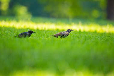 Geçişten önce çim besleme güzel adurl ortak starling. Sturnus vulgaris. Yetişkin kuş Parkı Letonya, Kuzey Avrupa'nda. Sığ derinlik-in tarla.