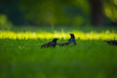 Geçişten önce çim besleme güzel adurl ortak starling. Sturnus vulgaris. Yetişkin kuş Parkı Letonya, Kuzey Avrupa'nda. Sığ derinlik-in tarla.