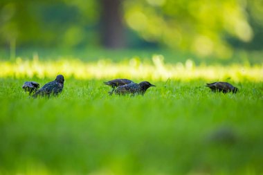 Geçişten önce çim besleme güzel adurl ortak starling. Sturnus vulgaris. Yetişkin kuş Parkı Letonya, Kuzey Avrupa'nda. Sığ derinlik-in tarla.
