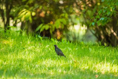 Geçişten önce çim besleme güzel adurl ortak starling. Sturnus vulgaris. Yetişkin kuş Parkı Letonya, Kuzey Avrupa'nda. Sığ derinlik-in tarla.