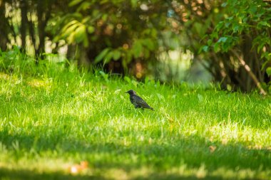 Geçişten önce çim besleme güzel adurl ortak starling. Sturnus vulgaris. Yetişkin kuş Parkı Letonya, Kuzey Avrupa'nda. Sığ derinlik-in tarla.