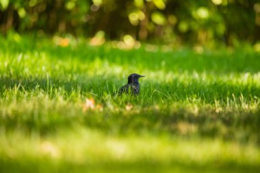 Geçişten önce çim besleme güzel adurl ortak starling. Sturnus vulgaris. Yetişkin kuş Parkı Letonya, Kuzey Avrupa'nda. Sığ derinlik-in tarla.