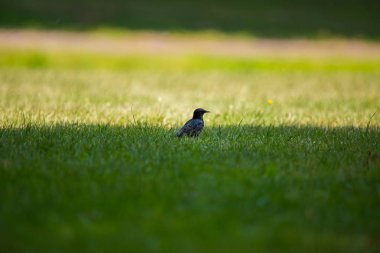 Geçişten önce çim besleme güzel adurl ortak starling. Sturnus vulgaris. Yetişkin kuş Parkı Letonya, Kuzey Avrupa'nda. Sığ derinlik-in tarla.