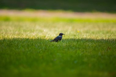 Geçişten önce çim besleme güzel adurl ortak starling. Sturnus vulgaris. Yetişkin kuş Parkı Letonya, Kuzey Avrupa'nda. Sığ derinlik-in tarla.