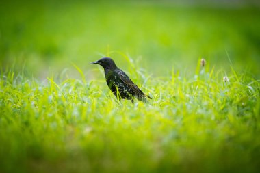 Geçişten önce çim besleme güzel adurl ortak starling. Sturnus vulgaris. Yetişkin kuş Parkı Letonya, Kuzey Avrupa'nda. Sığ derinlik-in tarla.