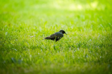 Geçişten önce çim besleme güzel adurl ortak starling. Sturnus vulgaris. Yetişkin kuş Parkı Letonya, Kuzey Avrupa'nda. Sığ derinlik-in tarla.
