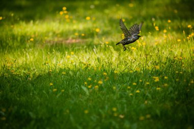 Geçişten önce çim besleme güzel adurl ortak starling. Sturnus vulgaris. Yetişkin kuş Parkı Letonya, Kuzey Avrupa'nda. Sığ derinlik-in tarla.