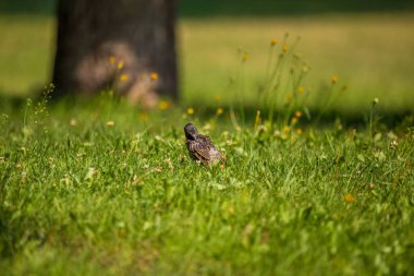 Geçişten önce çim besleme güzel adurl ortak starling. Sturnus vulgaris. Yetişkin kuş Parkı Letonya, Kuzey Avrupa'nda. Sığ derinlik-in tarla.