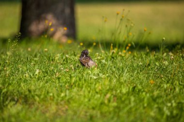 Geçişten önce çim besleme güzel adurl ortak starling. Sturnus vulgaris. Yetişkin kuş Parkı Letonya, Kuzey Avrupa'nda. Sığ derinlik-in tarla.