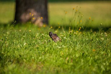 Geçişten önce çim besleme güzel adurl ortak starling. Sturnus vulgaris. Yetişkin kuş Parkı Letonya, Kuzey Avrupa'nda. Sığ derinlik-in tarla.