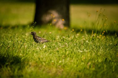 Geçişten önce çim besleme güzel adurl ortak starling. Sturnus vulgaris. Yetişkin kuş Parkı Letonya, Kuzey Avrupa'nda. Sığ derinlik-in tarla.