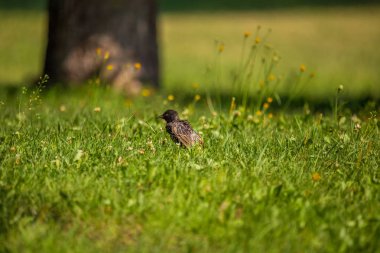 Geçişten önce çim besleme güzel adurl ortak starling. Sturnus vulgaris. Yetişkin kuş Parkı Letonya, Kuzey Avrupa'nda. Sığ derinlik-in tarla.