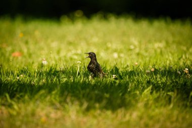 Geçişten önce çim besleme güzel adurl ortak starling. Sturnus vulgaris. Yetişkin kuş Parkı Letonya, Kuzey Avrupa'nda. Sığ derinlik-in tarla.