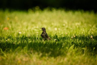 Geçişten önce çim besleme güzel adurl ortak starling. Sturnus vulgaris. Yetişkin kuş Parkı Letonya, Kuzey Avrupa'nda. Sığ derinlik-in tarla.