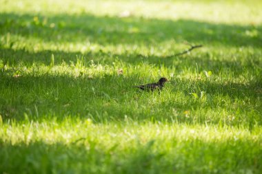 Geçişten önce parkta çim besleme bir güzel ortak kara kuş. Turdus merula. Yetişkin kuş Parkı Letonya, Kuzey Avrupa.