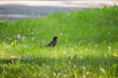 Geçişten önce parkta çim besleme bir güzel ortak kara kuş. Turdus merula. Yetişkin kuş Parkı Letonya, Kuzey Avrupa.