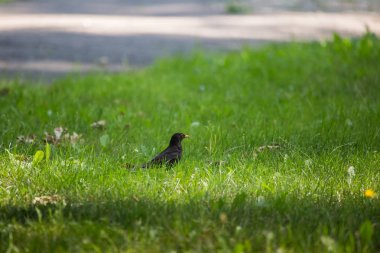 Geçişten önce parkta çim besleme bir güzel ortak kara kuş. Turdus merula. Yetişkin kuş Parkı Letonya, Kuzey Avrupa.