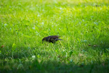 Geçişten önce parkta çim besleme bir güzel ortak kara kuş. Turdus merula. Yetişkin kuş Parkı Letonya, Kuzey Avrupa.