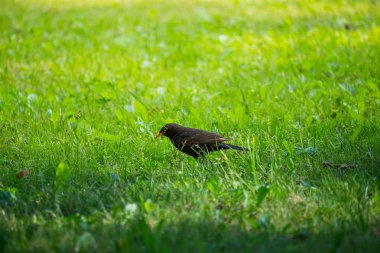 Geçişten önce parkta çim besleme bir güzel ortak kara kuş. Turdus merula. Yetişkin kuş Parkı Letonya, Kuzey Avrupa.
