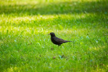 Geçişten önce parkta çim besleme bir güzel ortak kara kuş. Turdus merula. Yetişkin kuş Parkı Letonya, Kuzey Avrupa.