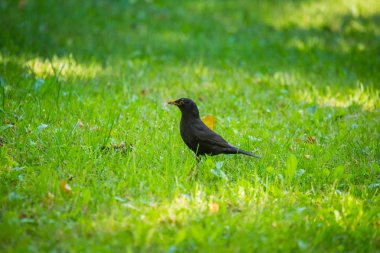 Geçişten önce parkta çim besleme bir güzel ortak kara kuş. Turdus merula. Yetişkin kuş Parkı Letonya, Kuzey Avrupa.