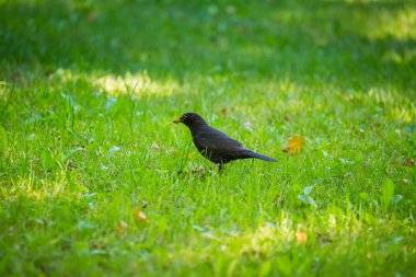 Geçişten önce parkta çim besleme bir güzel ortak kara kuş. Turdus merula. Yetişkin kuş Parkı Letonya, Kuzey Avrupa.