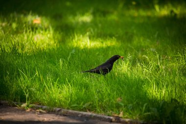 Geçişten önce parkta çim besleme bir güzel ortak kara kuş. Turdus merula. Yetişkin kuş Parkı Letonya, Kuzey Avrupa.