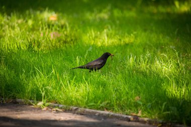 Geçişten önce parkta çim besleme bir güzel ortak kara kuş. Turdus merula. Yetişkin kuş Parkı Letonya, Kuzey Avrupa.