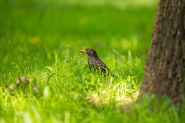 Geçişten önce parkta çim besleme bir güzel ortak kara kuş. Turdus merula. Yetişkin kuş Parkı Letonya, Kuzey Avrupa.