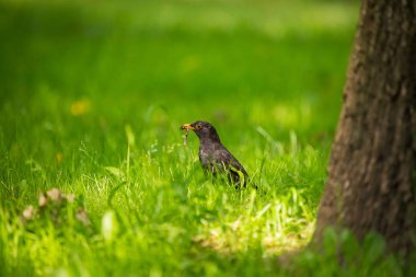 Geçişten önce parkta çim besleme bir güzel ortak kara kuş. Turdus merula. Yetişkin kuş Parkı Letonya, Kuzey Avrupa.