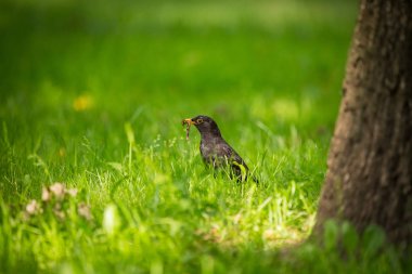 Geçişten önce parkta çim besleme bir güzel ortak kara kuş. Turdus merula. Yetişkin kuş Parkı Letonya, Kuzey Avrupa.