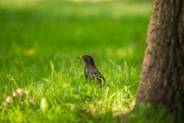 Geçişten önce parkta çim besleme bir güzel ortak kara kuş. Turdus merula. Yetişkin kuş Parkı Letonya, Kuzey Avrupa.