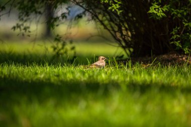 Geçişten önce çim besleme bir güzel, kahverengi ortak starling erkek. Letonya, Kuzey Avrupa parkında Yetişkin kuş.