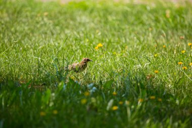 Geçişten önce çim besleme bir güzel, kahverengi ortak starling erkek. Letonya, Kuzey Avrupa parkında Yetişkin kuş.