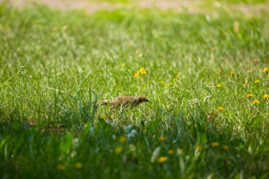 Geçişten önce çim besleme bir güzel, kahverengi ortak starling erkek. Letonya, Kuzey Avrupa parkında Yetişkin kuş.