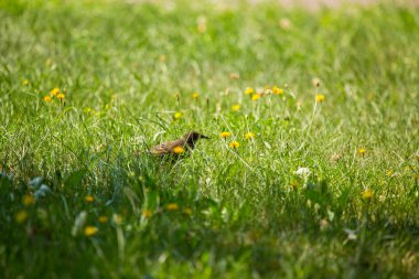 Geçişten önce çim besleme bir güzel, kahverengi ortak starling erkek. Letonya, Kuzey Avrupa parkında Yetişkin kuş.